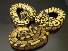 Enchi x Pastel babies