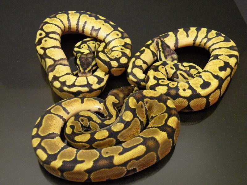 Enchi x Pastel babies
