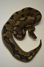 Jolliff Tiger pattern
