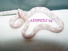 Snow Corn