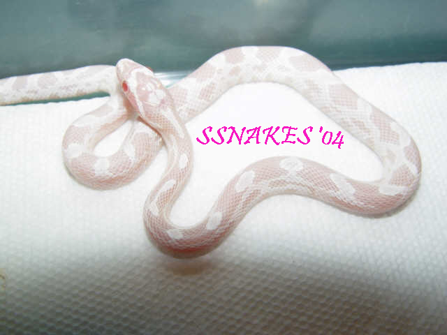 Snow Corn