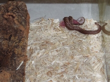 Anthill Python