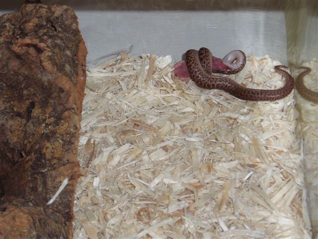 Anthill Python