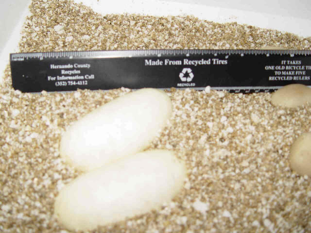 HUGE Ball Python eggs