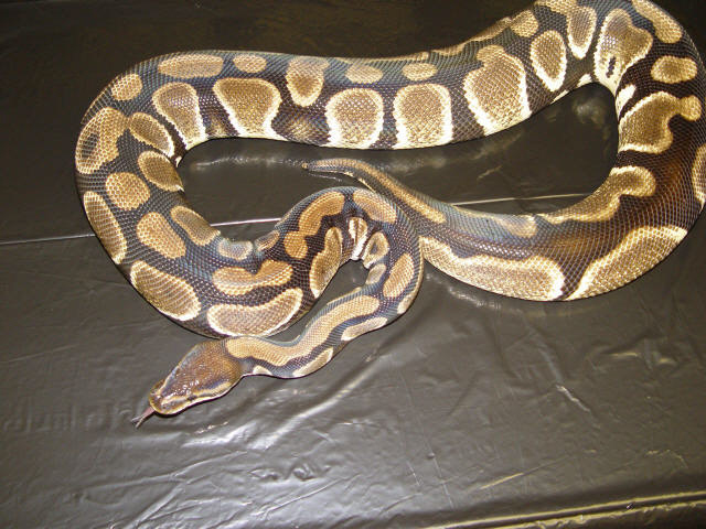 Ball Python female odd pattern