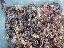 Hatchling Ball Pythons