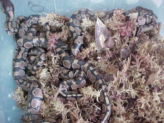 Hatchling Ball Pythons
