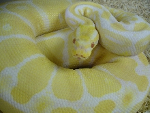 Gravid Albino
