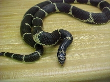 Eastern King 2