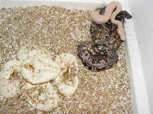 First Albino