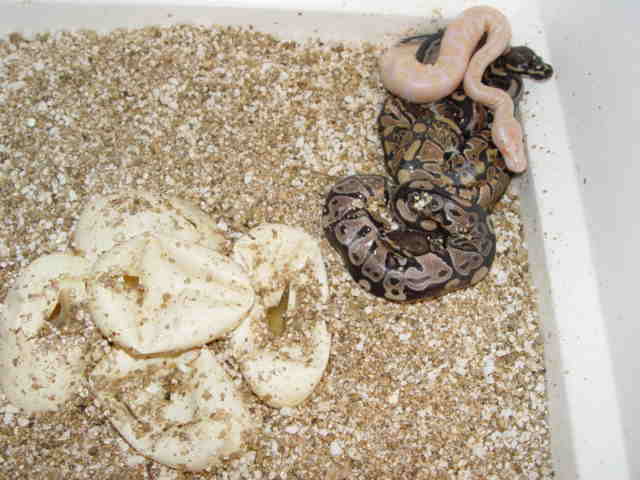 First Albino