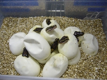 Fourth of July babies - Baker's Dozen!