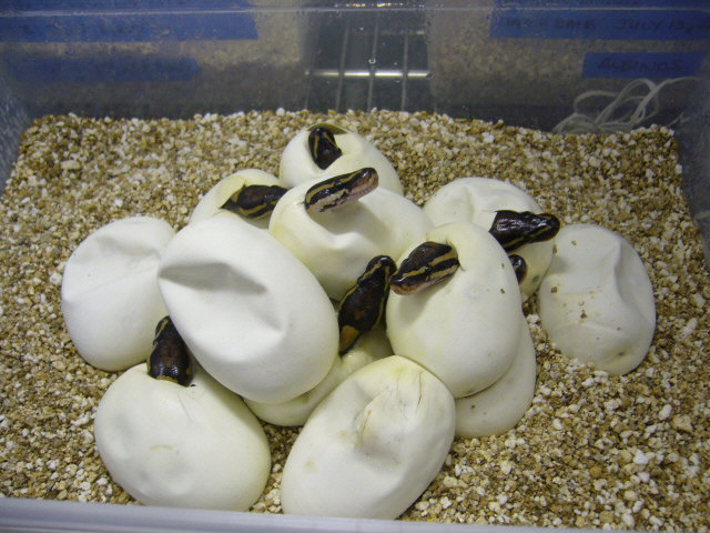 Fourth of July babies - Baker's Dozen!