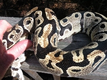 Light female unknown morph