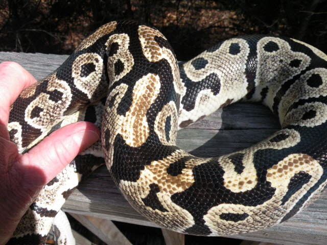 Light female unknown morph
