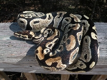 Light female unknown morph