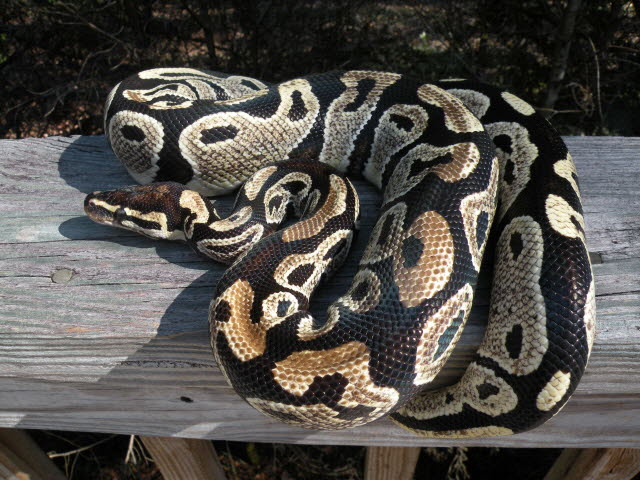 Light female unknown morph