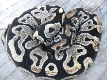 Light female unknown morph