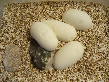One mouldy egg does not ruin the whole clutch!
