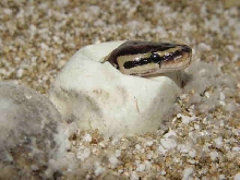 Hatching Ball