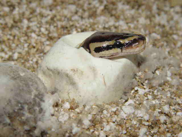 Hatching Ball
