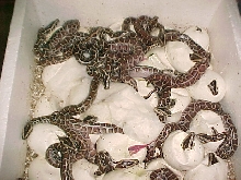 Hatching Burms