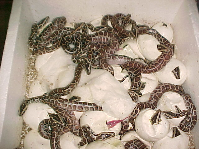 Hatching Burms