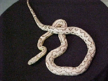 Pastel Ghost Aztec Corn