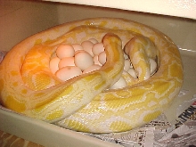 Albino Burmese Laying Eggs