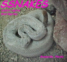 Crotalus Unicolor