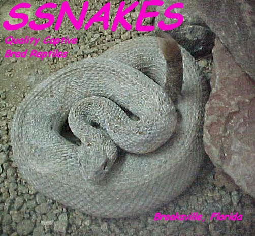 Crotalus Unicolor