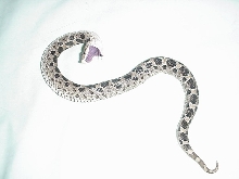 hognose