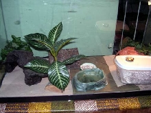 Current Leo Quarten. tank