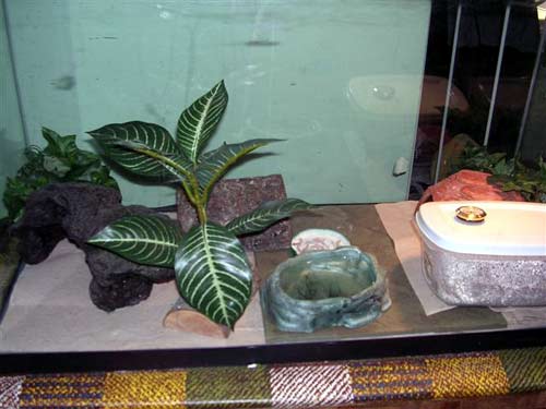 Current Leo Quarten. tank