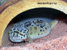 Serendipity |Rescued Leopard Gecko
