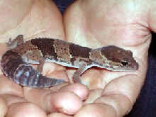 Vidocq | African Fat Tail