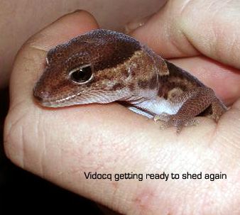 Vidocq | African Fat Tail