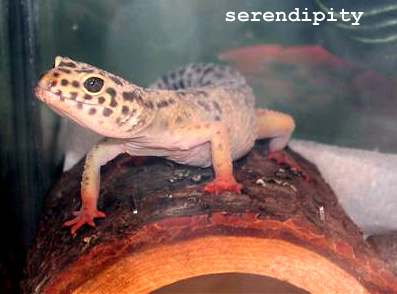 "Yep, I am cute!" | Serendipity | Photo Update 3/10/04