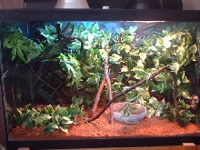 Anole home