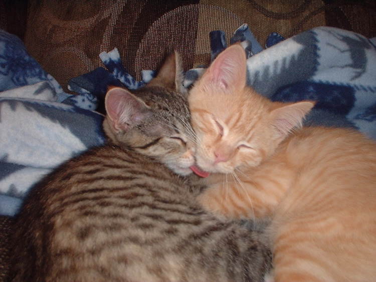 smoochie smoochie