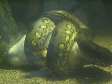 Anaconda