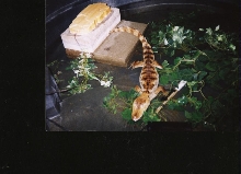 test Caiman