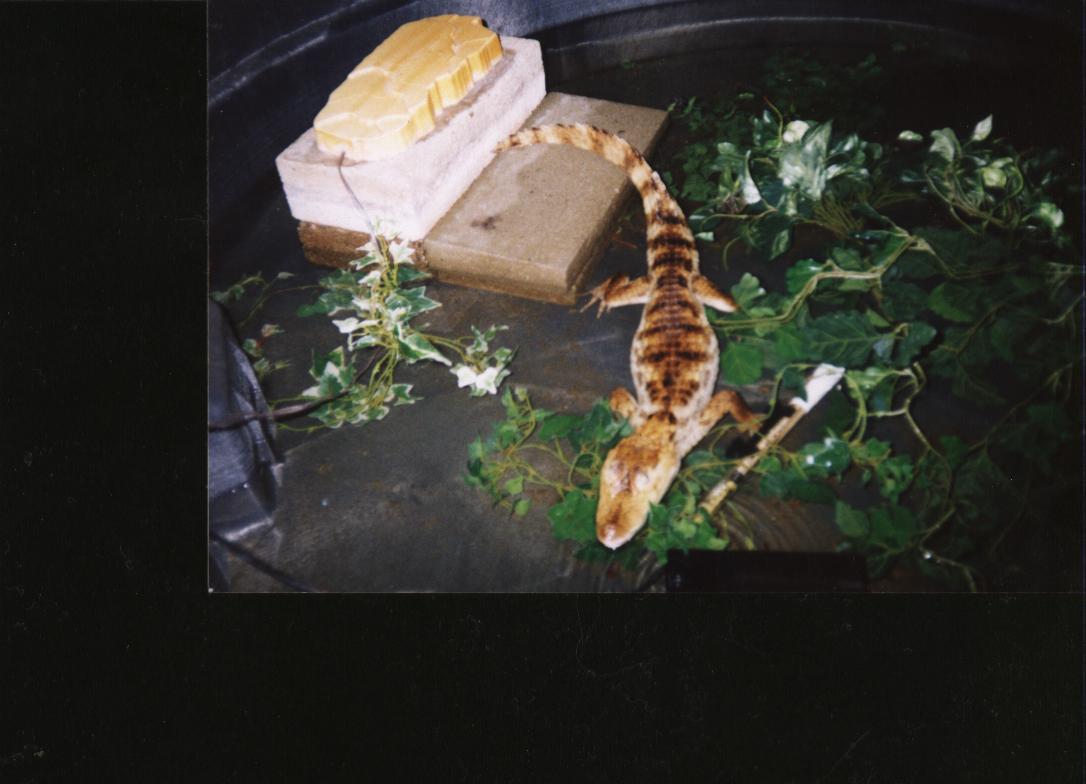 test Caiman