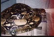 test of female het