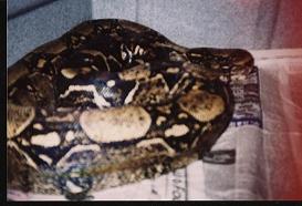 test of female het