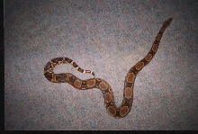 Male DH sunglow