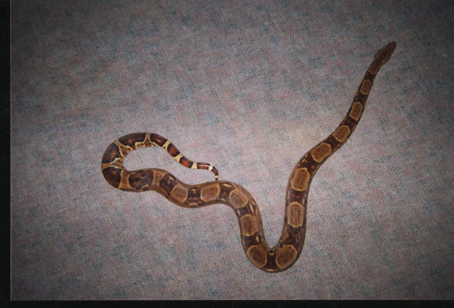 Male DH sunglow