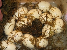 E4 female eggs07