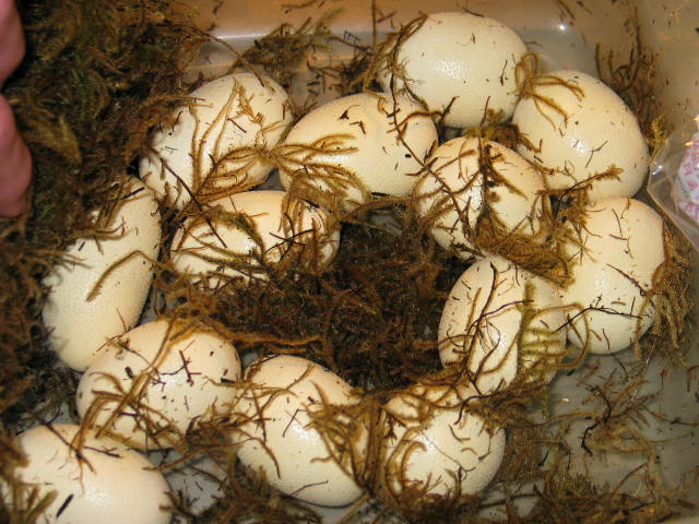 E4 female eggs07