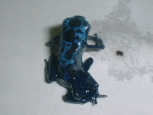 SIX LEGGED D.azureus